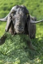 Portrait of a black goat eating grass and looking at the camera