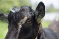 Portrait of a black goat. eye close up Royalty Free Stock Photo