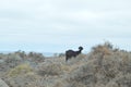 Portrait Of A Black Goat Grazing Among The Thickets Of The Desert Next To The Beach Of Cofete. July 4, 2013. Cofete Jandia Royalty Free Stock Photo