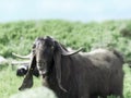 Portrait of a black goat looking at the camera against the sky and mountain background