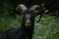 Portrait of a Black Goat in a Lush Green Field Royalty Free Stock Photo