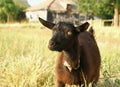 Black Goat Portrait Royalty Free Stock Photo