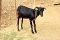 Portrait of a black goat Royalty Free Stock Photo