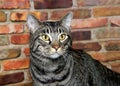 Portrait of a black and gray tabby cat