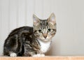 Portrait of black and gray tabby kitten Royalty Free Stock Photo