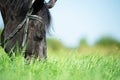 portrait of black grazing horse in the green field. close up