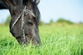 portrait of black grazing horse in the green field. close up