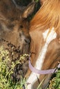 Portrait of black grazing  little foal with mom together at pasture. close up. sunny autumn day Royalty Free Stock Photo