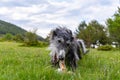 Portrait of a black greyhound biting a stick in the meadow