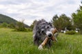 Portrait of a black greyhound biting a stick in the meadow