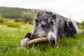 Portrait of a black greyhound biting a stick in the meadow