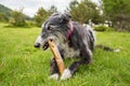 Portrait of a black greyhound biting a stick in the meadow