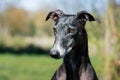 Portrait of a black Greyhound Royalty Free Stock Photo