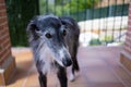 Portrait of a black greyhound Royalty Free Stock Photo