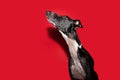 Portrait black greyhound looking up begging food. Isolated on red background Royalty Free Stock Photo