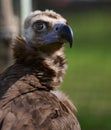 Portrait of a black griffin bird in nature, close up