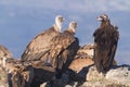 Portrait of black and griffon scavenger vultures