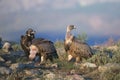 Portrait of black and griffon scavenger vultures