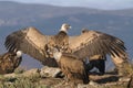 Portrait of black and griffon scavenger vultures