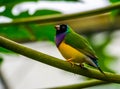 Portrait of a black headed gouldian finch, colorful tropical bird specie from Australia Royalty Free Stock Photo