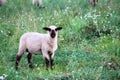 Portrait of black-headed sheep walking and eating on green pasture meadow