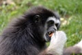 Black-headed spider monkey eating a fruit Royalty Free Stock Photo