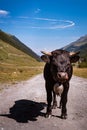 Swiss Herens cow looking into camera