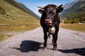 Swiss Herens cow looking into camera Royalty Free Stock Photo