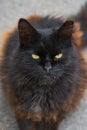 Portrait of black homeless cat with a circumcised ear. Cat looks