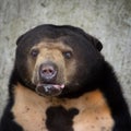 portrait of black honey bear