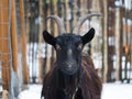 Portrait of a black horned goat on a farm