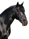 Portrait of black horse Royalty Free Stock Photo