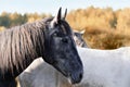 Portrait of a black horse on autumn background Royalty Free Stock Photo