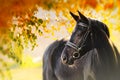 Portrait of black horse in autumn Royalty Free Stock Photo