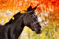 Portrait of black horse in autumn Royalty Free Stock Photo