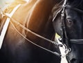 Portrait of a black horse with a bridle on its muzzle, illuminated by bright sunlight Royalty Free Stock Photo