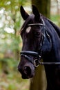 Portrait black horse forest Royalty Free Stock Photo