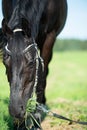 portrait of black horse grazing in the green field. close up. sunny day Royalty Free Stock Photo