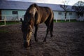 Portrait of a black horse grazing near the stable on a spring day Royalty Free Stock Photo