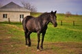 Portrait of a black horse grazing near a white house on a spring day Royalty Free Stock Photo