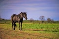 Portrait of a black horse grazing on a spring day Royalty Free Stock Photo