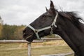 Portrait of a black horse head behind a hedge against a background of a green forest Royalty Free Stock Photo