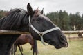 Portrait of a black horse head behind a hedge against a background of a green forest Royalty Free Stock Photo