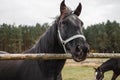 Portrait of a black horse head behind a hedge against a background of a green forest Royalty Free Stock Photo