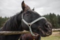 Portrait of a black horse head behind a hedge against a background of a green forest Royalty Free Stock Photo