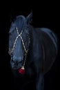 Portrait black horse isolated on black background Royalty Free Stock Photo