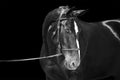 Portrait of black horse, isolated on black background Royalty Free Stock Photo