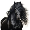 Portrait of black Horse with long mane. Royalty Free Stock Photo