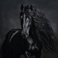 Portrait of black Horse with long mane. Royalty Free Stock Photo