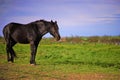 Portrait of a black horse in spring field Royalty Free Stock Photo